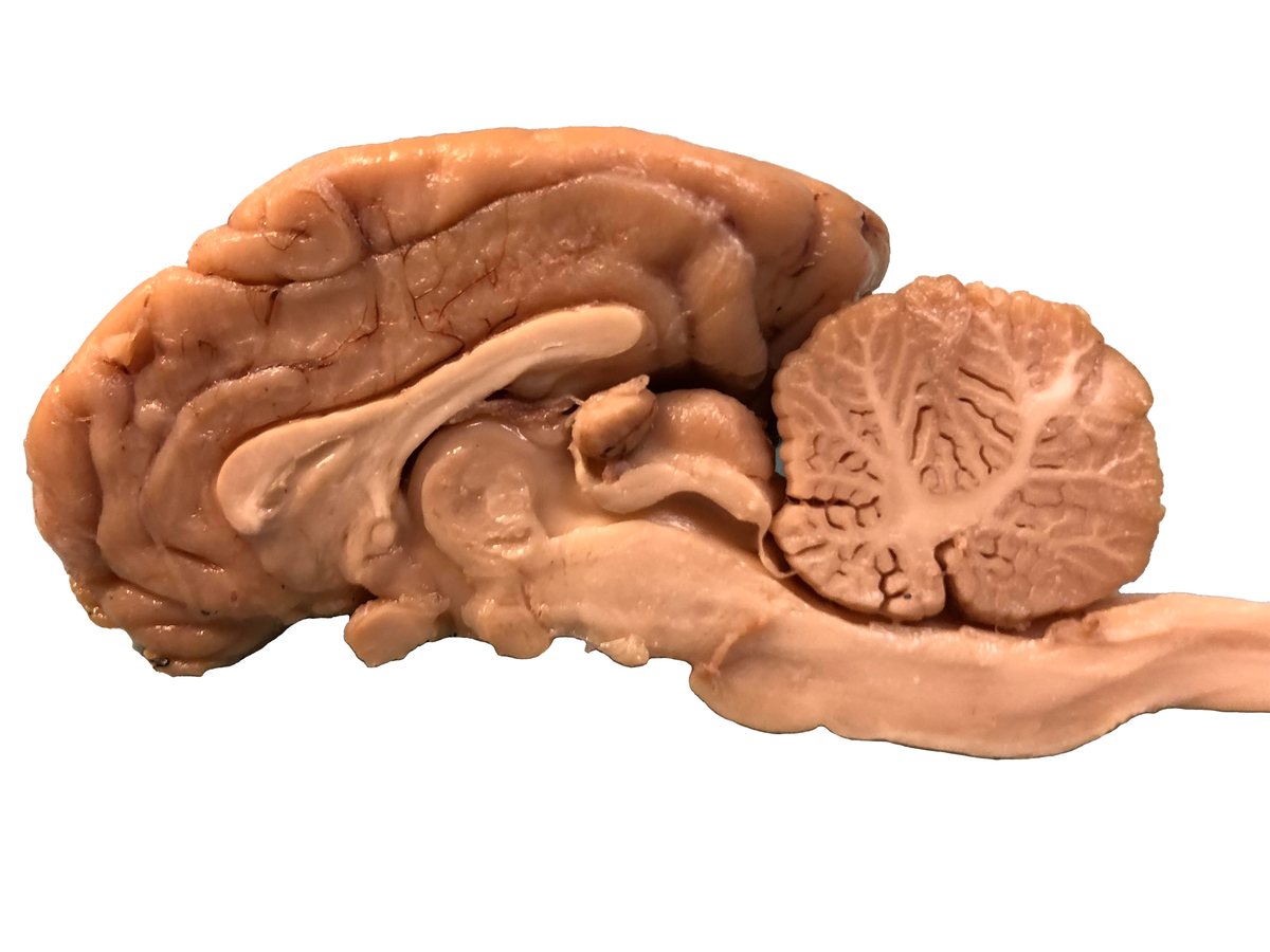Midsagittal section of a preserved sheep brain with four labeled structures.